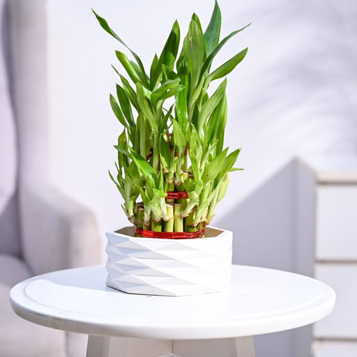 Lucky-Bamboo---3-laye