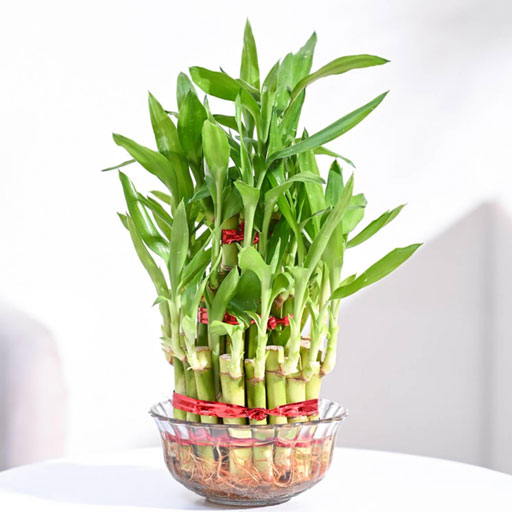 Lucky-Bamboo---3-layer