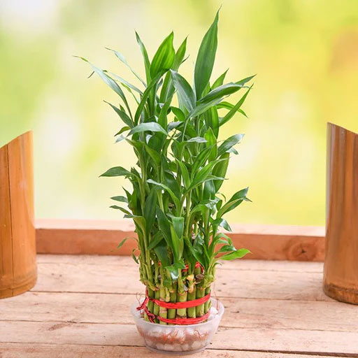 Lucky-Bamboo