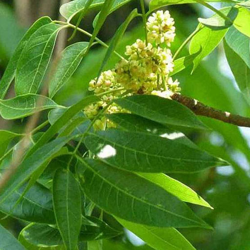 Mahogany