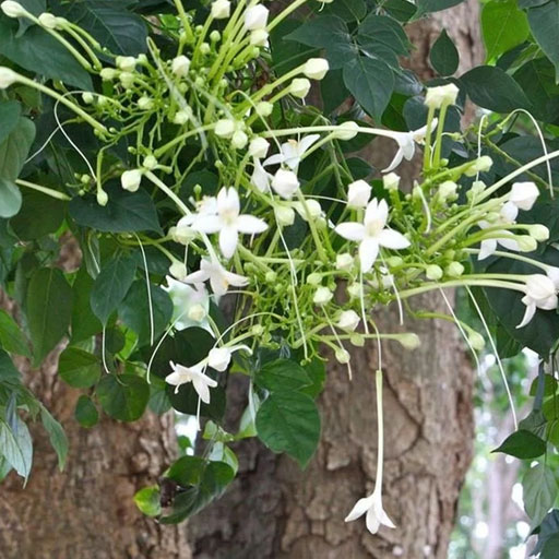 Maramalli