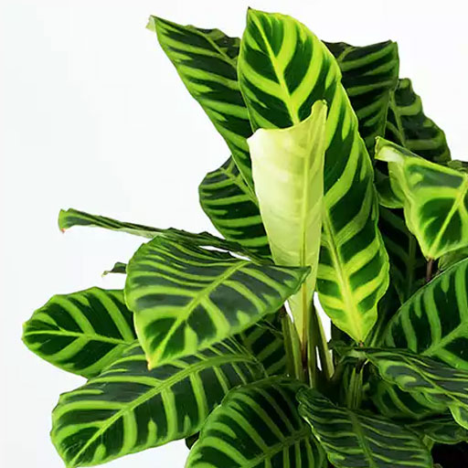 Marantha-Zebrina