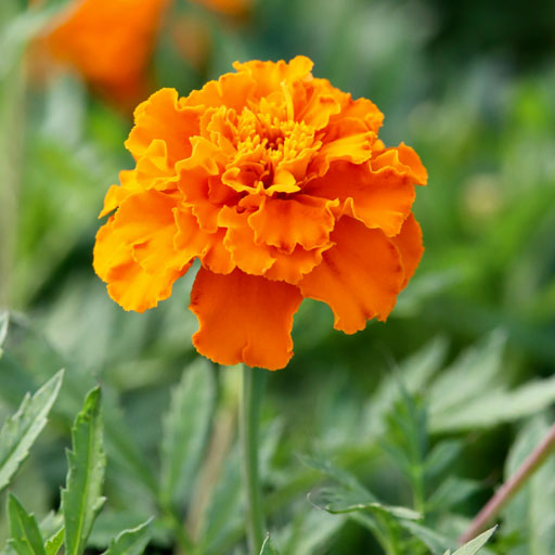 Marigold