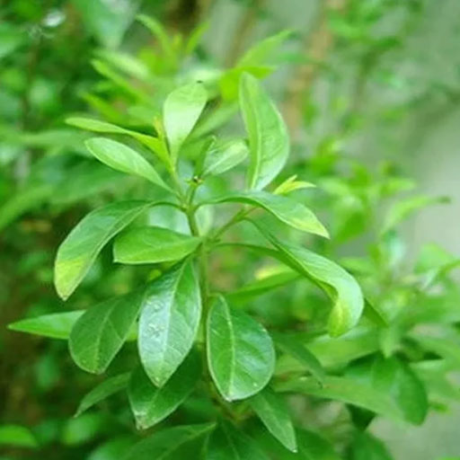 Marudhani
