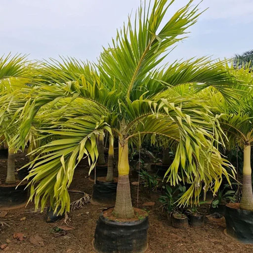 Mirchi-Meri-Gold