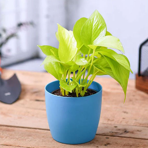 Money-Plant