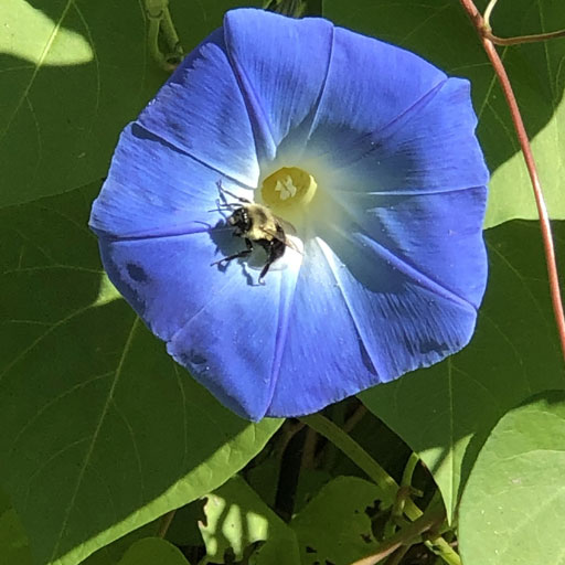Morning-Glory