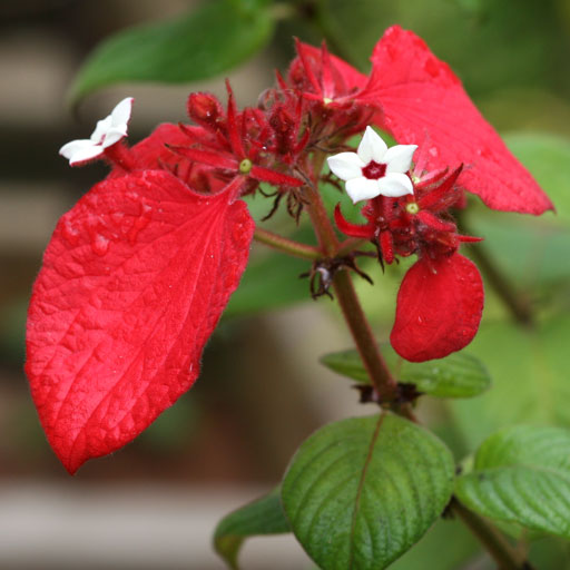 Mussaenda-Red