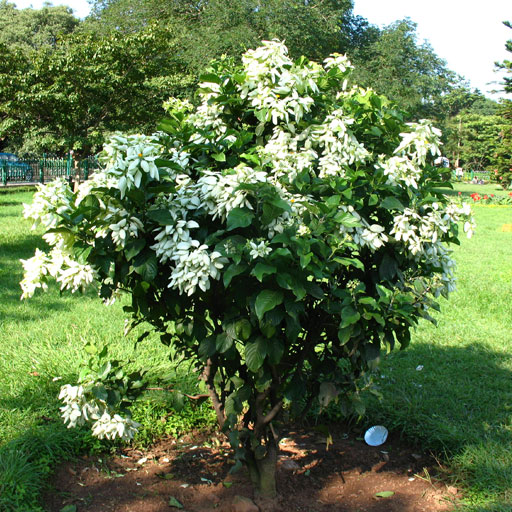 Mussaenda-White