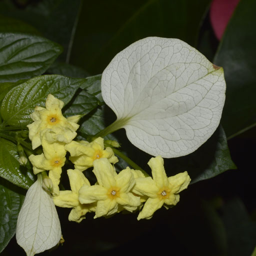 Mussanda-Lutea