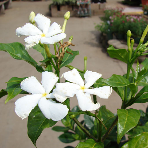 Nanthiyavattai