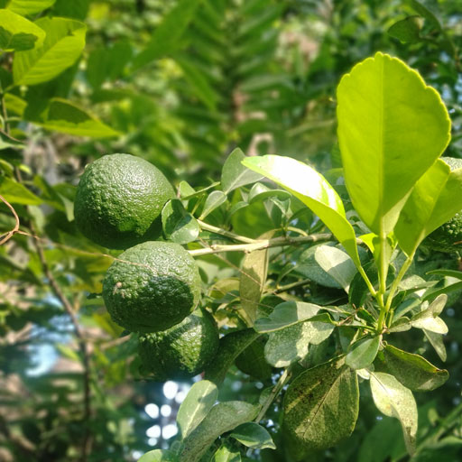 Narthai-Palam
