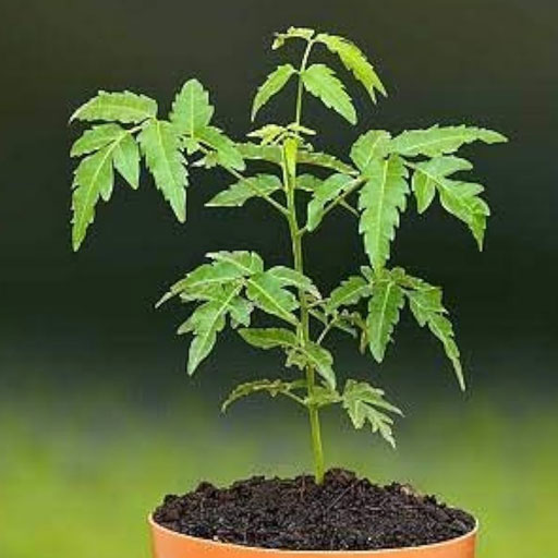 Neem-tree