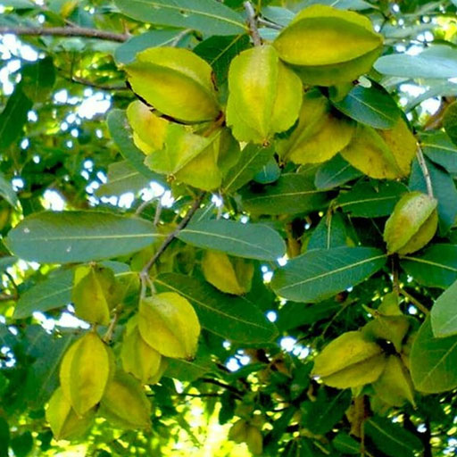 Neer-Maruthu
