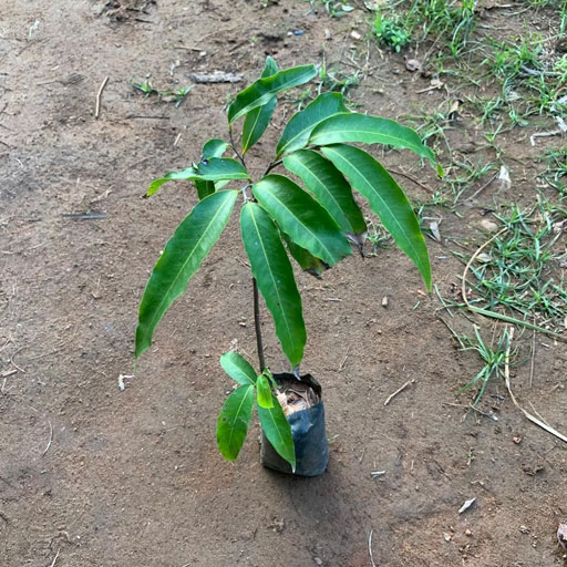 Nettilingam