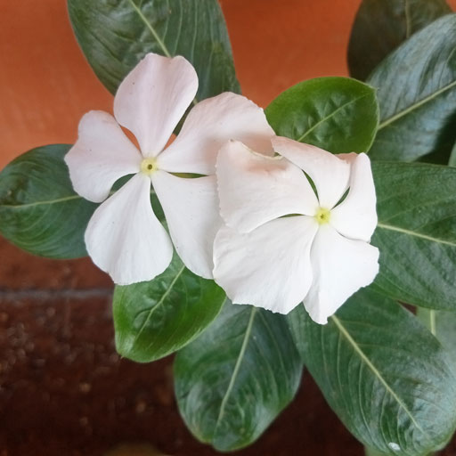 Nithyakalyani