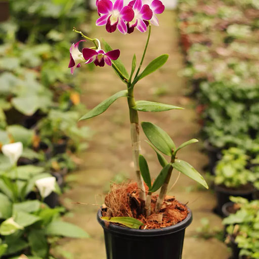 Orchid
