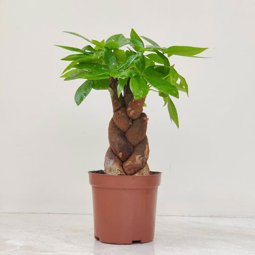 Pachira-Money-Tree
