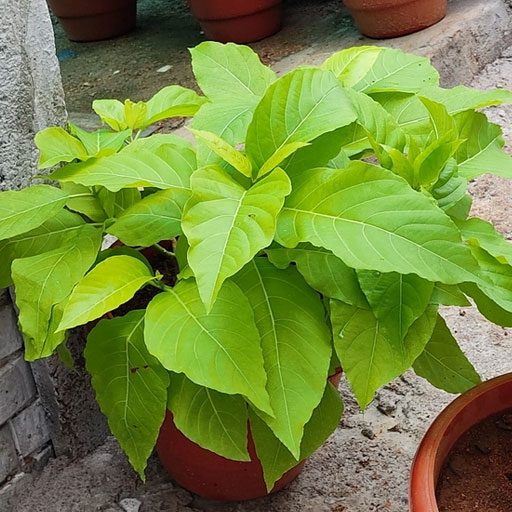 Paisonia