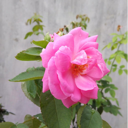 Paneer-Rose
