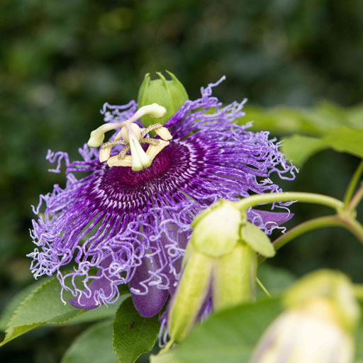 Passiflora