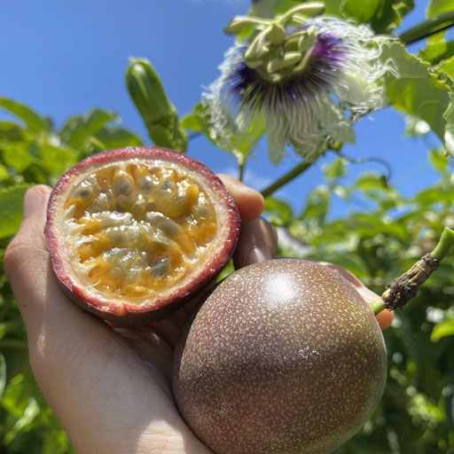 Passion-Fruit