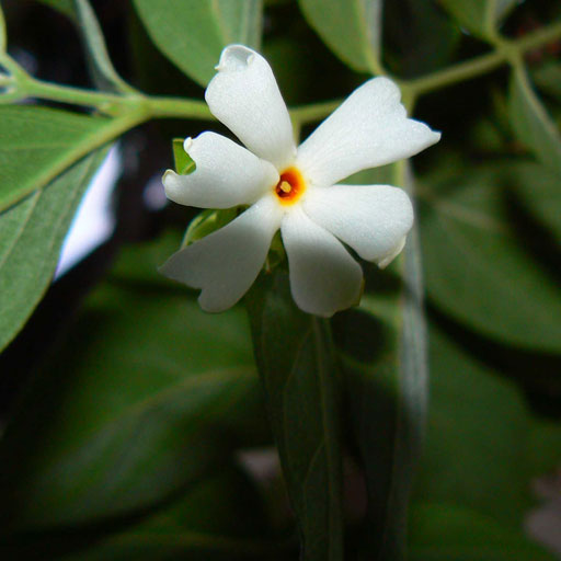 Pavalamalli