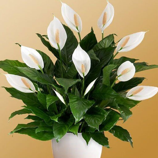 Peace-lilly