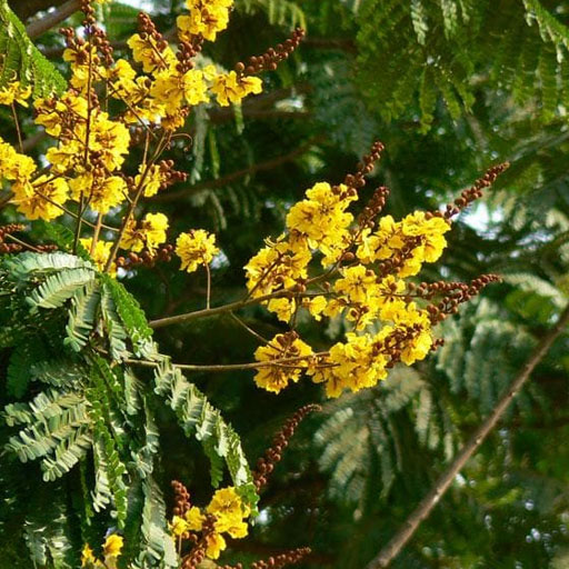 Peltophorum
