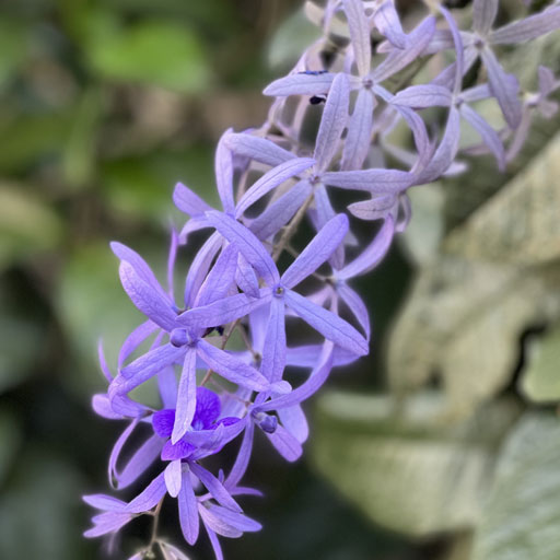 Petrea-volubilis