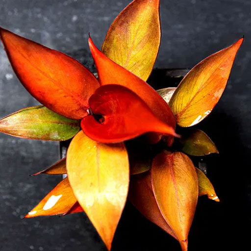 Phillodendron-Sun-Red
