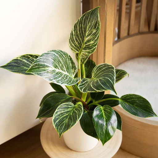Philodendron-Birkin