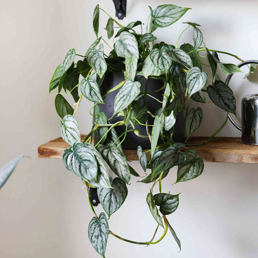 Philodendron-Brandiatum