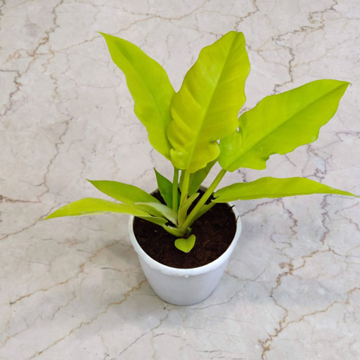 Philodendron-Golden-Saw