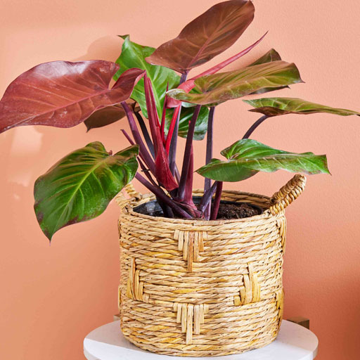 Philodendron-Orange