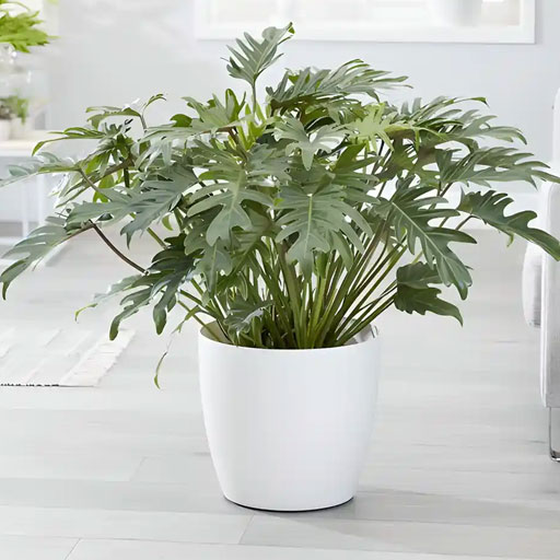 Philodendron-Xanadu