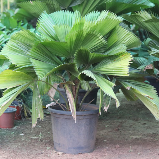 Pichodia-Palm