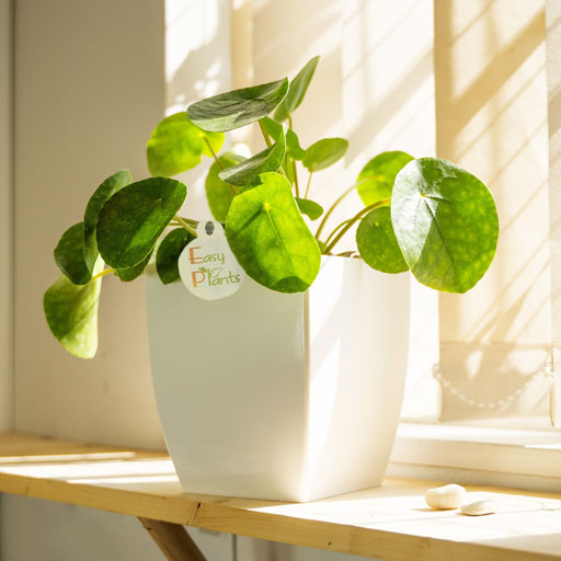Pilea