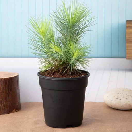 Pine-tree