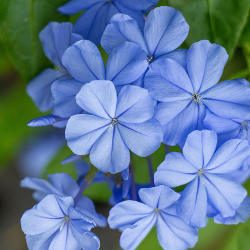 Plumbago