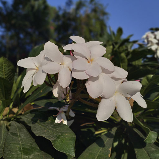 Plumeria-Pudica