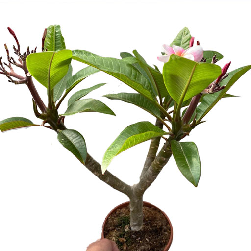 Plumeria-Singapore-Dwarf