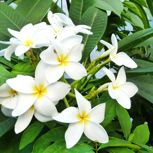 Plumeria