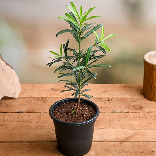Podocarpus