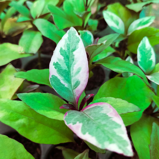 Pseuderanthemum