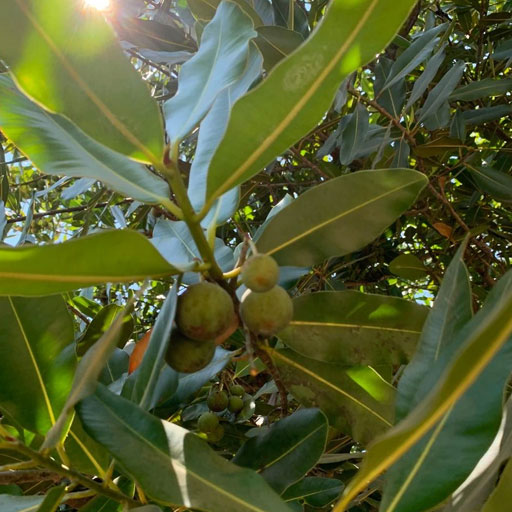 Punnai-Maram