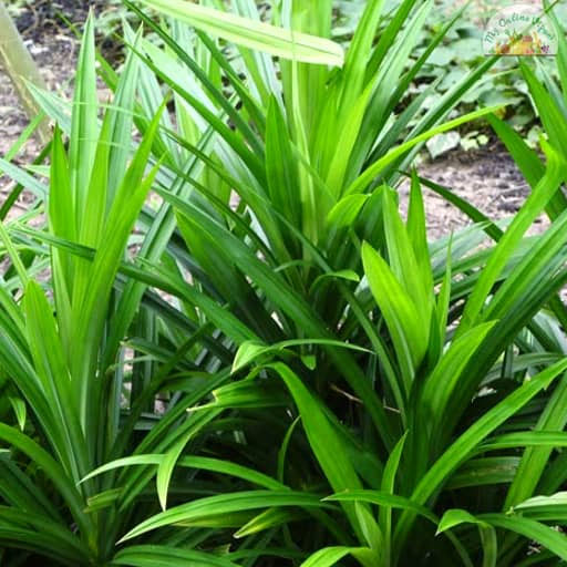 Rambai-leaf