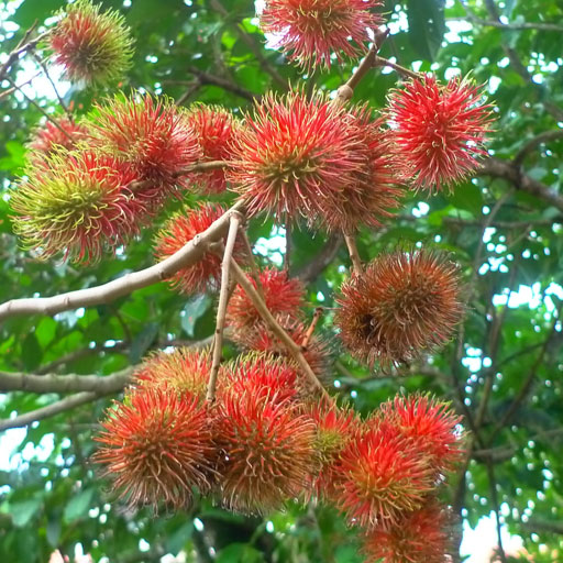 Rambutan