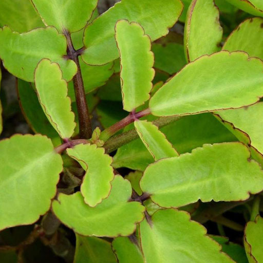 Ranakalli