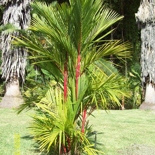Red-Palms